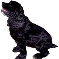 BlackSpanielGallery (@bsgcoins) 's Twitter Profile