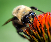 Department of Entomology at Michigan State University #SpartanInsects