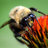 MSUEntomology's profile image