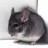 ChinchillaClub's profile picture. Your community For Chinchilla Owners & Breeders since 1999!