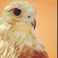 راعي الاوله الهاجري (@ra3i_alawlh) 's Twitter Profile Photo راعي الاوله الهاجري (@ra3i_alawlh) 's Twitter Profile Photo