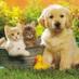 Adorable Pets (@adorablpets) Twitter profile photo