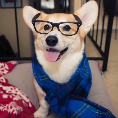 bite size dog videos on X to brighten up your day