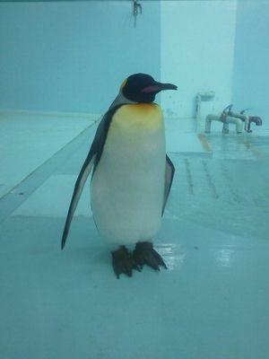 とりあえず、鳥好き❗ペンギン、フクロウ、燕、ハシビロコウ、セキレイ、クロツラヘラサギ、カワセミ、インコ等、そしてカピバラ🖐️今ではすっかり青赤黒の人! #IQP研究生 #BudLaB #QanvaS #Menkoiガールズ #リリシック学園 #結音 #マジスペ #チームM #NGT48 #マイベイ