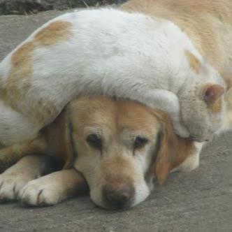 猫より犬が好き 猫も好きだけど犬の方が好き そんなあなたは仲良くしてね#相互フォロー #相互フォローの輪 #相互フォロー100 #フォロバ #相互フォロー支援 #リフォロー #フォロー返し #フォローした人全員フォローする #followme #フォロワー募集