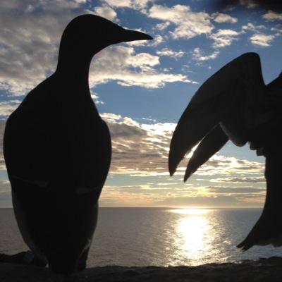 Seabird research and communication project aimed to understand ecosystem interactions in the Baltic Sea and the world