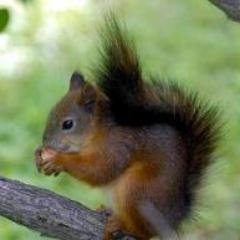 SoultiOurania's profile picture. 