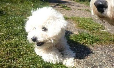 islandman75's profile picture. Cuisine de beurre, cuisine de coeur. https://t.co/WQZP6hDish please donate so I can buy and review more tech gadgets