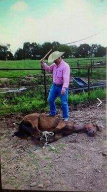 NO #JUSTICE from #DA #Horse abused in #Millerton #Oklahoma #McCurtain