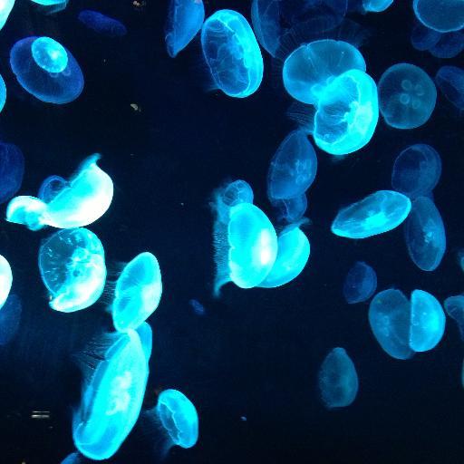 cfk0424's profile picture. キャンプ、温泉好きのマイホームパパ。体力は下り坂ですが頑張ってます。最近クロスバイクを買って運動不足解消に努めています。湖国の都人。よろしくお願いします。京都/滋賀/温泉/キャンプ/iPhone/ ホンダ車/F1/家庭菜園/腰痛/副業/スキー/北海道/海外旅行/世界遺産/ヨット/眼/子育て