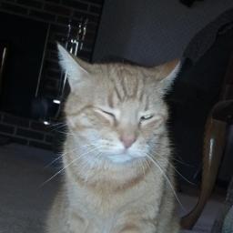 I'm an orange cat who is running for President Of The United States of America!