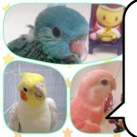 わんこ先生 (@wankosensei01) 's Twitter Profile Photo