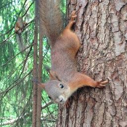 pupuorava's profile picture. 