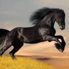 Aristotle_Sebas's profile picture. 