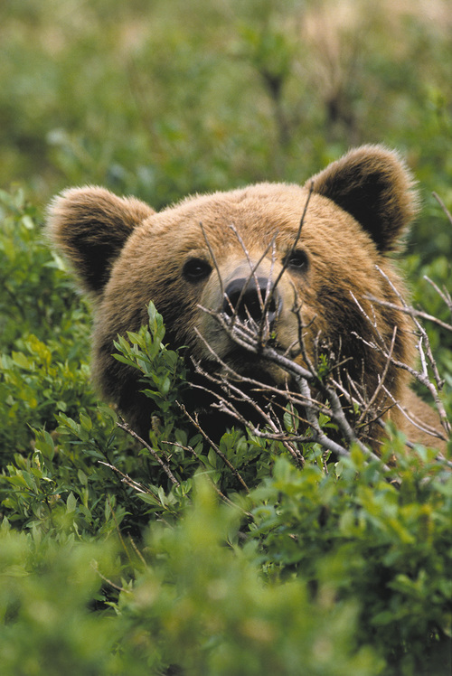 Somewhat ferocious, simply GRRRR! Sometimes sleepy but always hungry official spokesbear of Doyon Tourism.