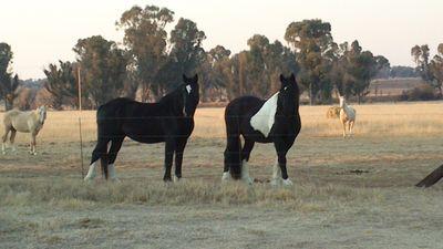Interesting facts about horses,Beautiful pics of horses,advise for riding,My personal life with horses,showing that horses are more than just animals!!!