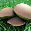 Roger Whitaker - @AimedMushroom - Twitter