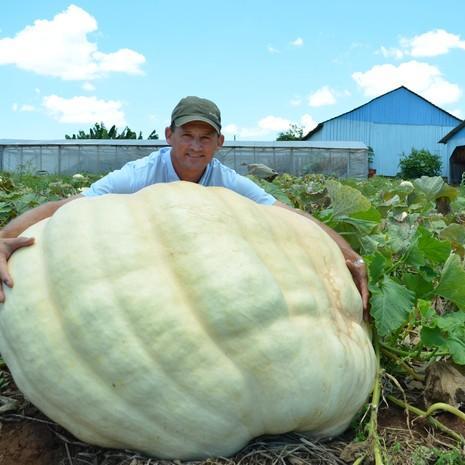 rafavascaofjv's profile picture. 