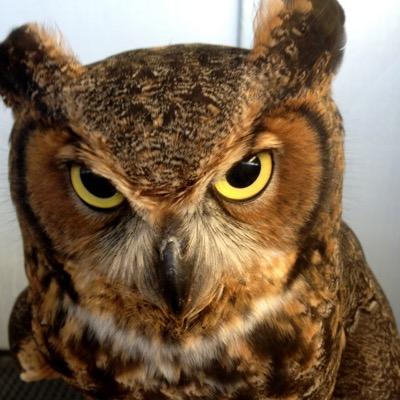 Big_T_Blues's profile picture. I tweet whatever random nonsense comes into my head. Expect bad puns, groaners and deep thoughts and now gripes. Why do I do it? Just 'cause.