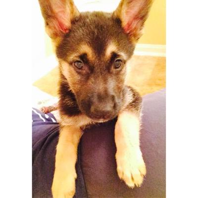 I'm a rambunctious German Shepherd pup who loves water, cuddling, and playing outside. Aspiring service dog.
