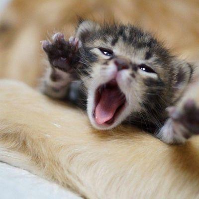 Mimi Mignon Chaton Boomp Twitter Mimi Mignon Chaton Boomp Twitter