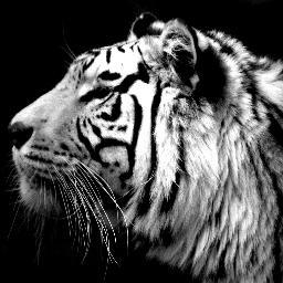 TIGERXVII's profile picture. 