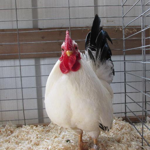 BayCoFair's profile picture. Something New..With A Touch of Tradition-