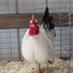 Bayfield County Fair (@baycofair) Twitter profile photo