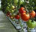 Hydroponics Systems, Books,Lighting and Nutrients for indoor gardening. Tips, Coupons and New Products.
http://t.co/ckbbzwdrLY