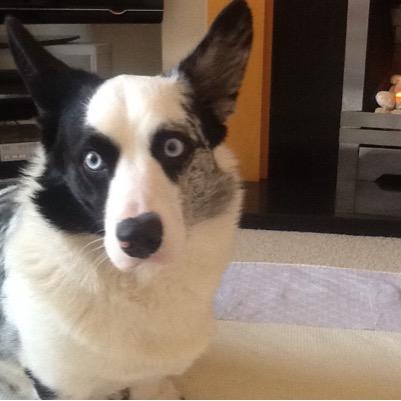 I am a 5 year old blue merle welsh cardigan corgi called Jesse. I have a basset hound sister/wife called Bella.