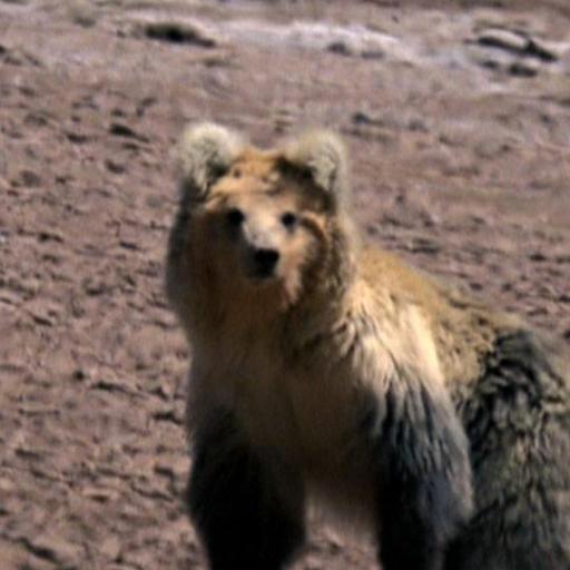 Tibetan brown bearさんのプロフィール画像