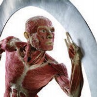 BODY WORLDS (@body_worlds) 's Twitter Profile
