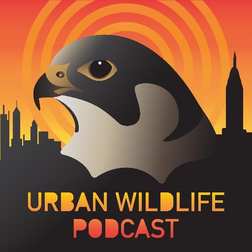 Get wild right where you are: humpback whales in NYC, reticulated pythons in Bangkok, capybaras in Curitibia, purple swamphens in Miami, pigeons everywhere.