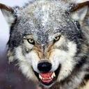 ذءب الحر (@5724c678269e421) Twitter