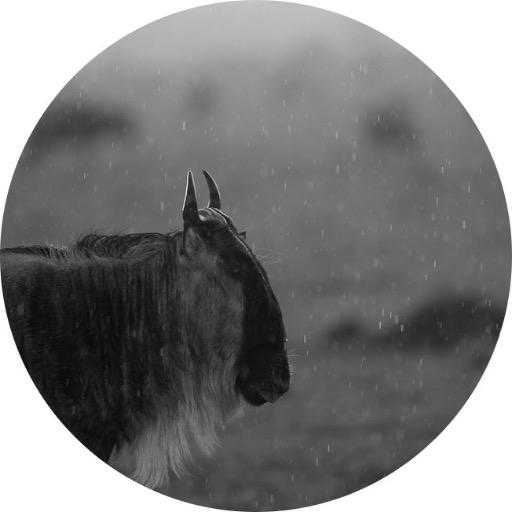 safaricamplife's profile picture. As manager of a luxury safari camp in Africa, I see a lot of wildlife. In the shape of guests, I see more than my fair share of human wildlife too...