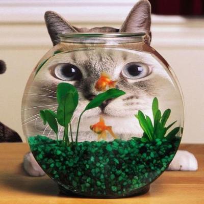 笑える 可愛い動物達の画像 Waraeru Doobuts Twitter 笑える 可愛い動物達の画像 Waraeru Doobuts Twitter