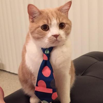 Y1Liu's profile picture. just your average iOS dev cat