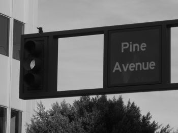 PineAvenue's profile picture. 