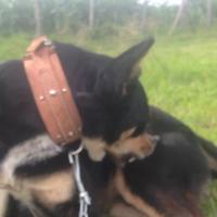 Kwamchetsi Makokha (@kwamchetsi) 's Twitter Profile