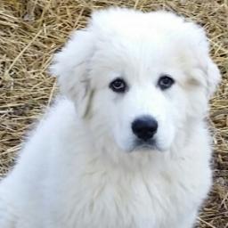 We have a small farm. My husband Terry and I raise Quality Great Pyrenees Puppies.  We love the breed.  They are very loving dogs.  Great Livestock Guardians to