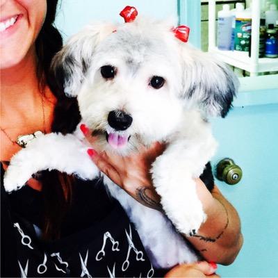 Morkie Puppy Travel Blogger extraordinaire, and social activist who does her thing!! #lovinthepuppylife #morkienation #dogsdontseecolors