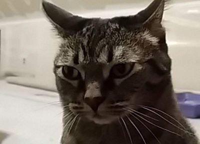 ConstaConsonant's profile picture. Gamer. Crazy cat lady. Geek/nerd. Knitter. Momma.