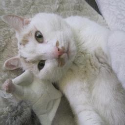 LilBillSpecial's profile picture. The happiest special needs kitty w cerebellar hypoplasia disease, epilepsy & semi paralysed deformed legs. 🐾’08-‘23🌈 Forever 😻 my mommy @janineleclair33