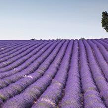 KikichVassort's profile picture. 