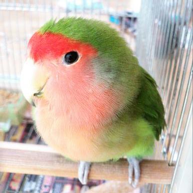 コザクラインコ　剥製 コザクラインコ | インコ・オウム | 鳥類 | 剥製の製作・直売