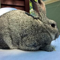 Red House Rabbits is our step toward self sufficiency and sustainability. Our family raises #rabbits for our own personal meat use.