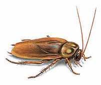 CockRoachClan's profile picture. we support cockroaches!