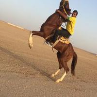 فوزي الويباري الشمري (@mmaahhmmdd) Twitter profile photo