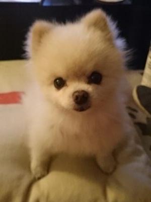 Nori the Pom