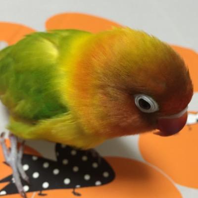 kikkaさんのプロフィール画像